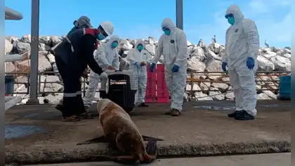 El Niño Costero: Serfor intensifica vigilancia de fauna marina