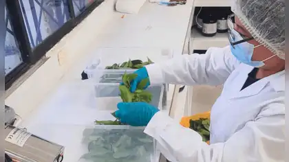 Frutas amazónicas: IIAP impulsa tecnología sostenible