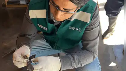 Serfor rescata murciélago hallado en colegio de Cajamarca Serfor rescata murciélago hallado en colegio de Cajamarca