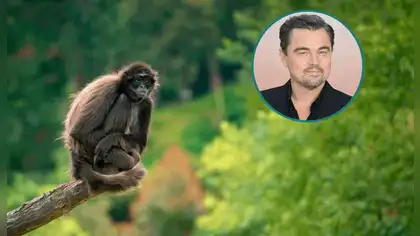 Nace el "Proyecto de Especies Fénix": Histórica alianza de 200 millones de dólares para salvar a 100 especies de la extinción