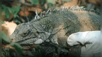 Ucayali: boa arcoíris e iguana regresan a su hábitat Ucayali: boa arcoíris e iguana regresan a su hábitat