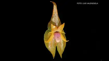 Yanachaga Chemillén: descubren nueva especie de orquídea Yanachaga Chemillén: descubren nueva especie de orquídea