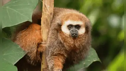 Mono tocón de San Martín es reconocido como especie emblemática