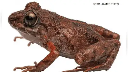 Descubren nueva especie de rana en la Cordillera Azul
