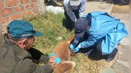 SERFOR rescata vicuña herida tras accidente en carretera de Tarma