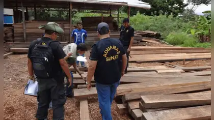 Ucayali: incautan cedro oculto y 1,100 tablillas de bolaina