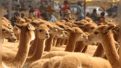 Vicuñas en áreas protegidas crecen 41,2 % y alcanzan récord Vicuñas en áreas protegidas crecen 41,2 % y alcanzan récord
