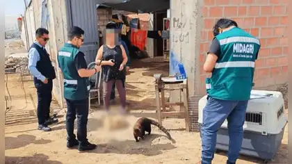 Coatí es rescatado de un taller de soldadura en Tacna Coatí es rescatado de un taller de soldadura en Tacna