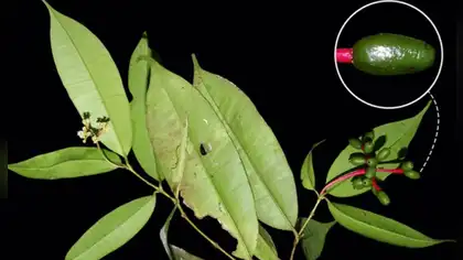 Neea myrciifolia: descubren nueva especie de árbol en Perú Neea myrciifolia: descubren nueva especie de árbol en Perú