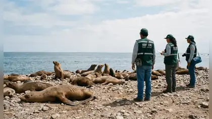 Fauna marina en Áncash: refuerzan protección en Bahía del Ferrol