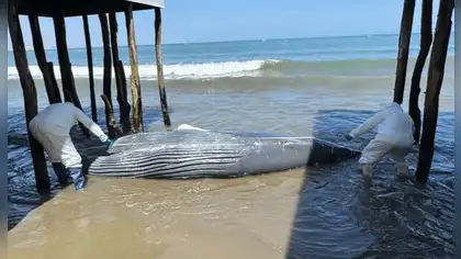 Ballena jorobada juvenil vara en playa Colán