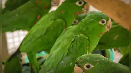 Rescatan ocho loros de cabeza roja del tráfico ilegal en Andahuaylas Rescatan ocho loros de cabeza roja del tráfico ilegal en Andahuaylas