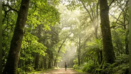 Portugal: La Mata do Bussaco se consagra como el primer bosque terapéutico de la península ibérica