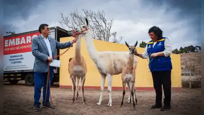 Llamas rescatadas en Gamarra son cuidadas en Parque de las Leyendas Llamas rescatadas en Gamarra son cuidadas en Parque de las Leyendas
