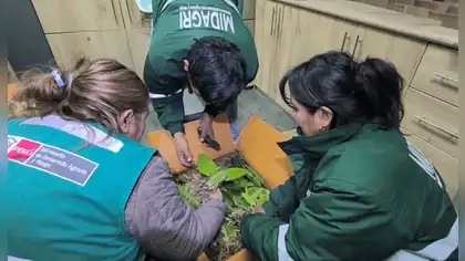 Arequipa: Serfor recupera más de 270 orquídeas sin documentación Arequipa: Serfor recupera más de 270 orquídeas sin documentación