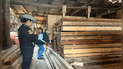 San Martín: sentencian a tres personas por tráfico ilegal de madera San Martín: sentencian a tres personas por tráfico ilegal de madera