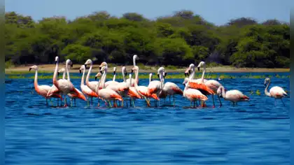 Flamencos chilenos: SERFOR refuerza vigilancia en Sechura Flamencos chilenos: SERFOR refuerza vigilancia en Sechura