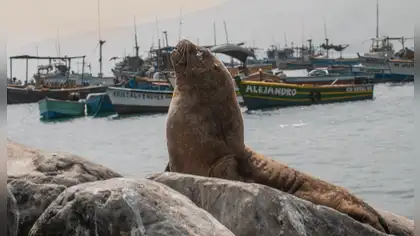 SERFOR fija reglas para avistamientos de fauna marina