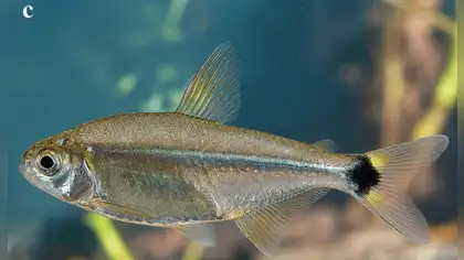 Científico del IIAP identifica nueva especie de pez en Sudamérica