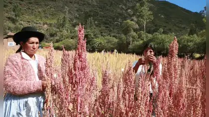 Quinua roja peruana se convierte en proteína biodisponible
