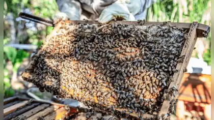 Oxapampa reunirá expertos para proteger abejas nativas sin aguijón