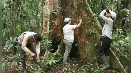 Perú busca movilizar recursos para conservar sus bosques amazónicos Perú busca movilizar recursos para conservar sus bosques amazónicos