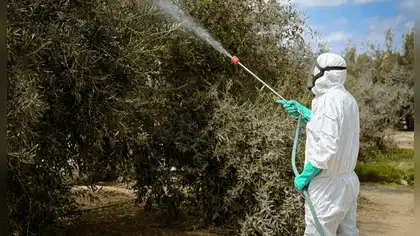 Moquegua: tecnología para proteger cultivos de olivo frente a El Niño Moquegua: tecnología para proteger cultivos de olivo frente a El Niño