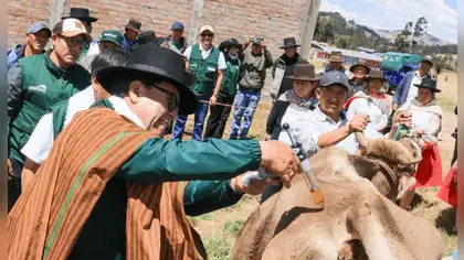 Déficit hídrico en Ayacucho: 1,266 familias protegen ganado Déficit hídrico en Ayacucho: 1,266 familias protegen ganado