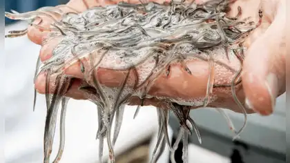 Imarpe evaluará la distribución de la anguila en el mar peruano Imarpe evaluará la distribución de la anguila en el mar peruano