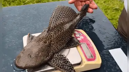 Científicos estudian peces en ríos de Cajamarca y Amazonas