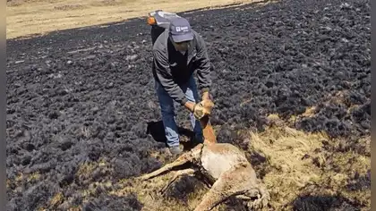 Incendio forestal en Huacullani deja más de 50 alpacas