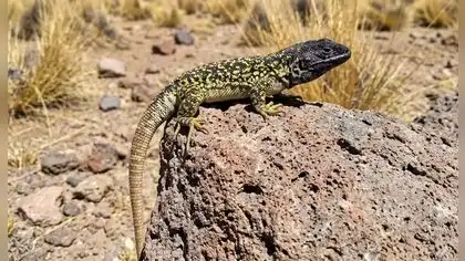 Descubren nueva especie de lagartija en los Andes de Arequipa. Descubren nueva especie de lagartija en los Andes de Arequipa.