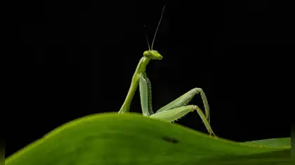 "Sexy Mantis": Fotografía peruana tomada en Cusco destaca entre los finalistas de los Nikon Comedy Wildlife Awards 2026