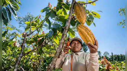 INIA impulsa técnicas orgánicas para mejorar el cacao en Loreto