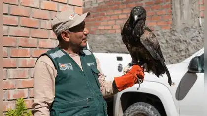 SERFOR libera águila mora tras recuperarla de una lesión en Arequipa SERFOR libera águila mora tras recuperarla de una lesión en Arequipa