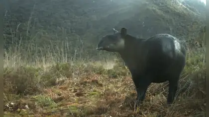 Tapir andino: destinan más de S/ 11 millones para su recuperación Tapir andino: destinan más de S/ 11 millones para su recuperación