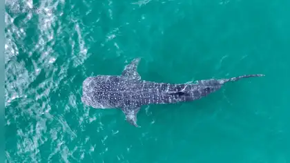 Tiburón ballena de seis metros sorprende frente a Los Órganos