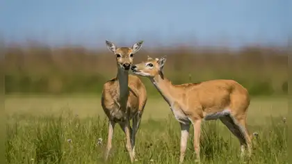 Fauna silvestre: poblaciones de vertebrados caen 73% desde 1970 Fauna silvestre: poblaciones de vertebrados caen 73% desde 1970