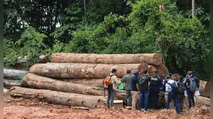 Bosques amazónicos: fallo judicial los protege en San Martín