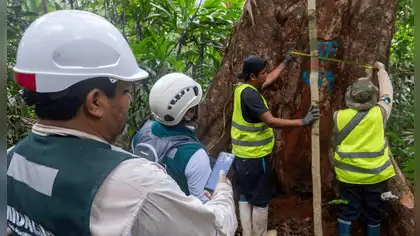 SERFOR impulsa financiamiento forestal por más de S/92 millones