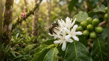 Abejas nativas sin aguijón incrementan en 24% la productividad del café en la Amazonía y generan más de 750 dólares adicionales por hectárea