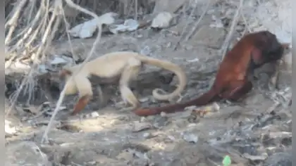 Fotografían en el Manu a un cotomono rojo de pelaje claro