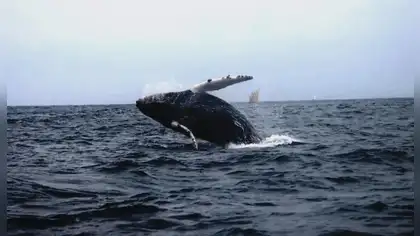 La odisea de Tuta: La ballena jorobada que recorrió 11 mil kilómetros y reveló la ruta migratoria completa desde el mar peruano La odisea de Tuta: La ballena jorobada que recorrió 11 mil kilómetros y reveló la ruta migratoria completa desde el mar peruano