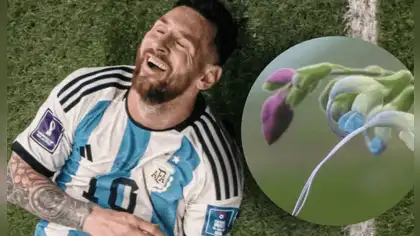 Salvia messii: descubren en Perú una flor en honor a Messi Salvia messii: descubren en Perú una flor en honor a Messi