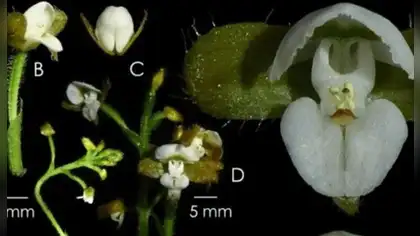 Nueva orquídea es descubierta en Parque Nacional Yanachaga Chemillén Nueva orquídea es descubierta en Parque Nacional Yanachaga Chemillén