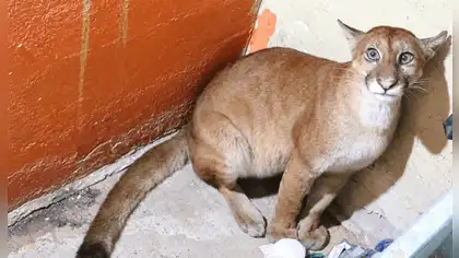 Puma juvenil rescatado en Madre de Dios fue liberado en su hábitat Puma juvenil rescatado en Madre de Dios fue liberado en su hábitat