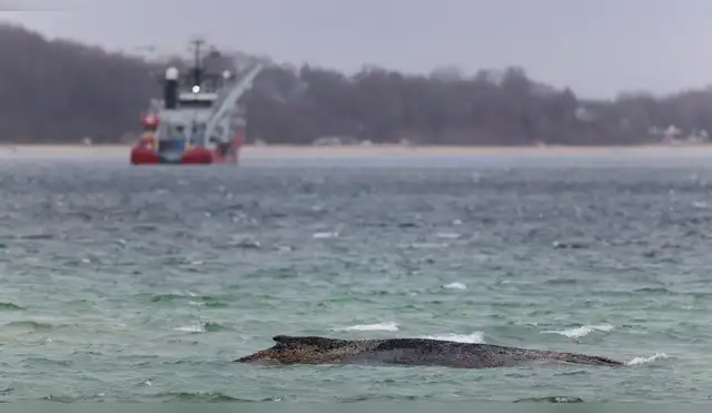 Ballena Timmy aparece muerta en costas de Dinamarca