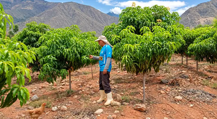 El acompañamiento técnico ha permitido a los campesinos mejorar prácticas agrícolas. Foto: difusión.  